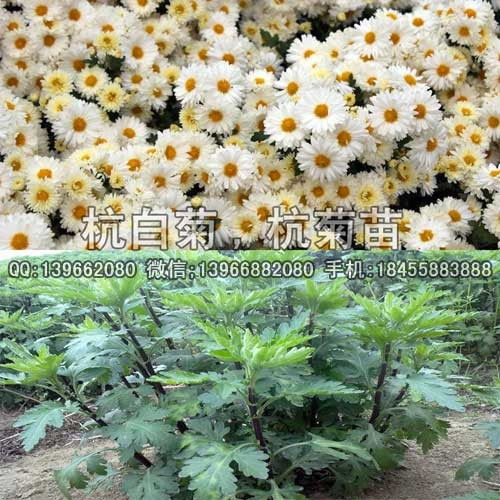 杭白菊、七月菊与苏北菊种苗批发价格及选购指南