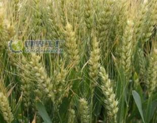 郑麦9023麦种供应指南 价格趋势与厂家选择