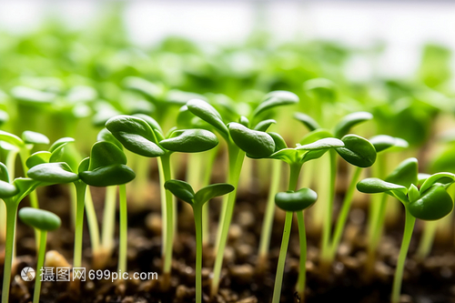 从种子到幼苗 农作物培育的科技与艺术