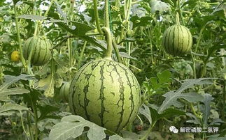 磷酸二氢钾在22种作物上的应用技术汇总（最新版）