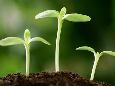 农作物种子施肥全攻略 科学选肥与高效施用详解