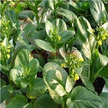 农作物种子、种苗源头厂家商品服务与报价详情指南