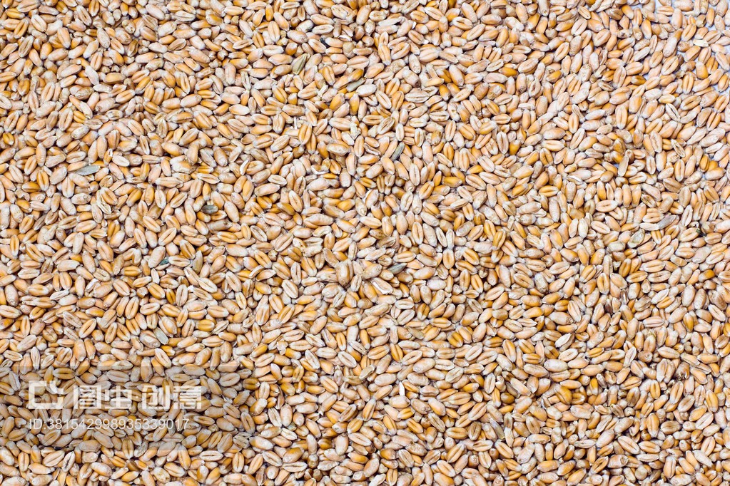 小麦种子的历史演变与现代农业意义