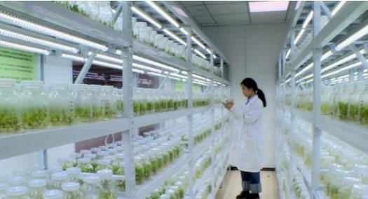 大地新歌 生姜育种迈入工厂化，种出美好“姜”来