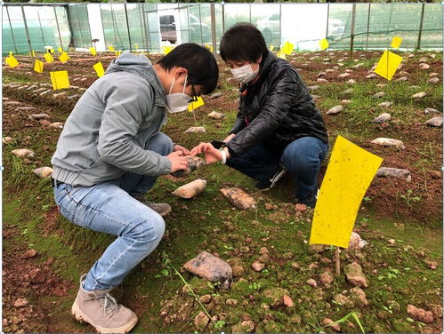 疫情之下温情不减，土肥所云端庆祝妇女节