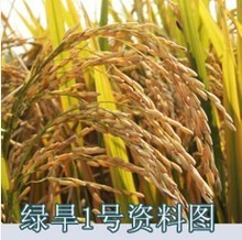 2025年稻谷种子最新参考 优质品种与选购指南