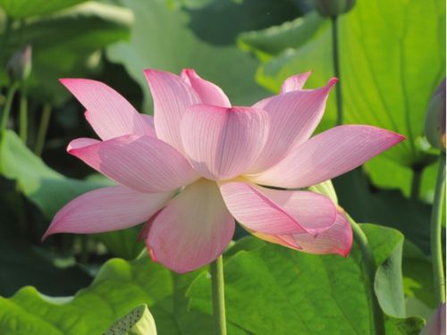 中国太空育种成果丰硕，多种作物产量显著提升