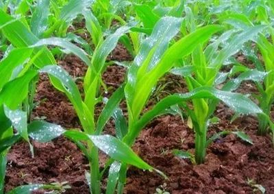 玉米苗前除草剂，你真的会用吗？史上最全玉米种植30问及农作物种子种苗关键指南