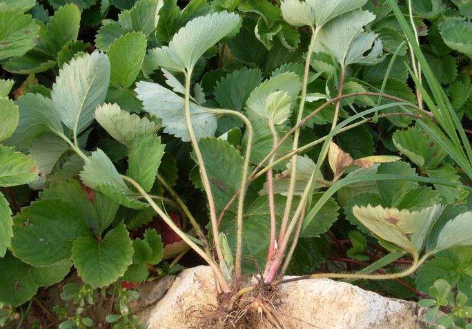 河南红点红枫苗批发 品质优良，优惠享不停