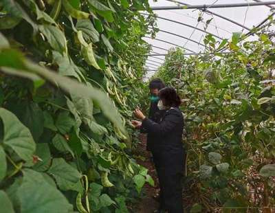 小种子勇闯海外大市场