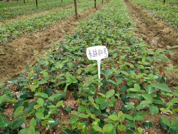 2015嫁接油茶小苗价格、厂家信息及农作物种苗市场概述