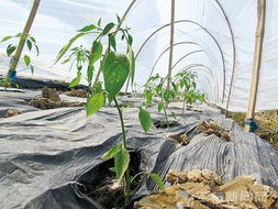 博白12万亩冬种作物 大棚里的温暖过冬