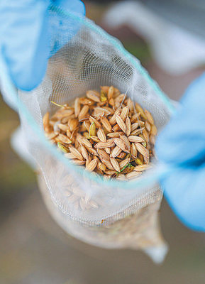 种业振兴，稳粮安农——奋进十年的新时代画卷