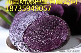 农作物种子种苗市场概况 价格、厂家与批发渠道分析