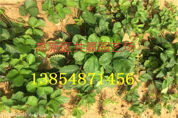 河南漯河优质红薯苗供应商 红薯苗、紫红薯苗与食用型红薯苗价格解析